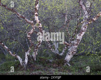 Bouleau poilu (Betula pubescens), très vieux, arbres à croissance réduite poussant sur une colline, couvert de lichen, image prise juste après minuit, mai, finlandais Banque D'Images