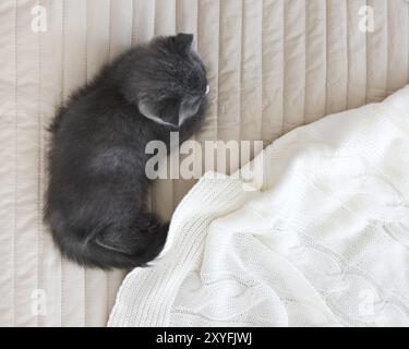 La race gris chaton dort sur une couverture. Vue d'en haut Banque D'Images