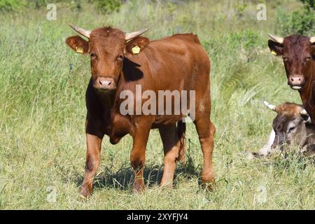 Rotes Hoehenvieh et Braunvieh sur une prairie. Bovins alpins rouges et bovins suisses bruns sur un pré Banque D'Images