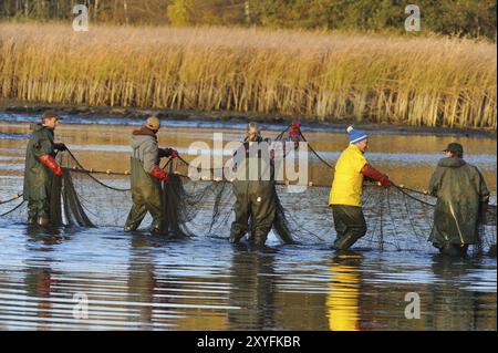 Les pêcheurs pêchant au filet pêchent un étang en haute-Lusace Banque D'Images