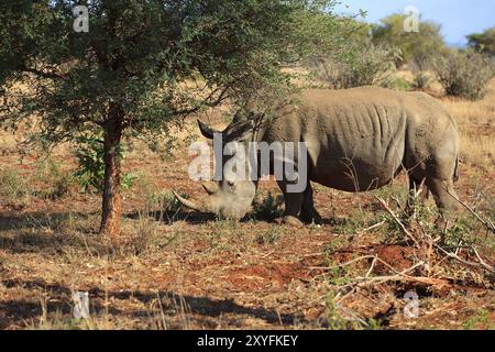 Rhinocéros blanc à la recherche de nourriture Banque D'Images