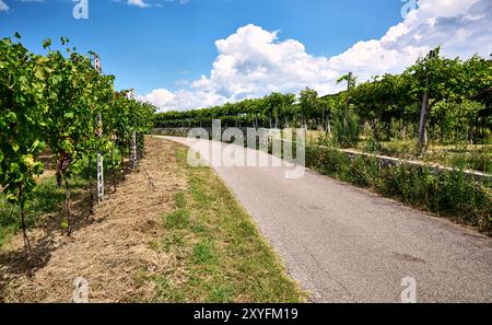 Vignoble luxuriant plein de rangées de vignes chargées de raisins verts sous un ciel bleu avec des nuages blancs le long d'une route de campagne au cœur de Valpolicella, Vero Banque D'Images