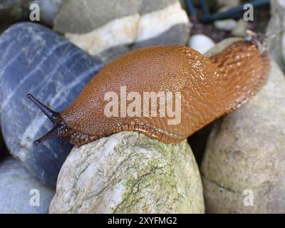 Limace rouge (Arion rufus) sur pierres, macro, Rhénanie du Nord-Westphalie, Allemagne, Europe Banque D'Images