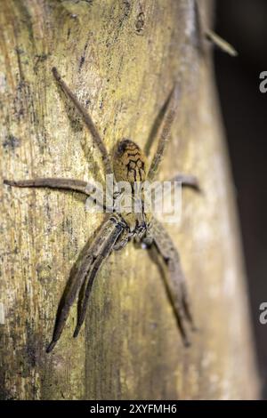 Araignée à peigne Getazi ou araignée banane Getazi (Cupiennius tazi), assise sur un tronc d'arbre bleu la nuit, la nuit dans la forêt tropicale humide, Refugio NaCI Banque D'Images