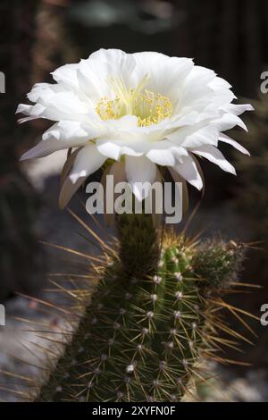 Grande fleur de cactus (Echinopsis candicans) Banque D'Images