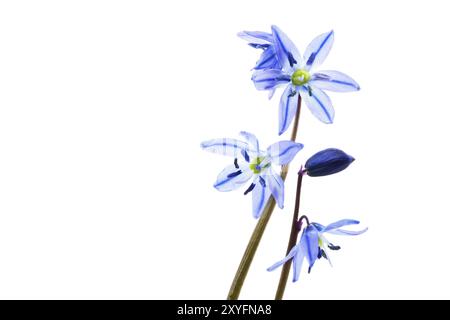 Étoile bleue (Scilla siberica) sur fond blanc Banque D'Images