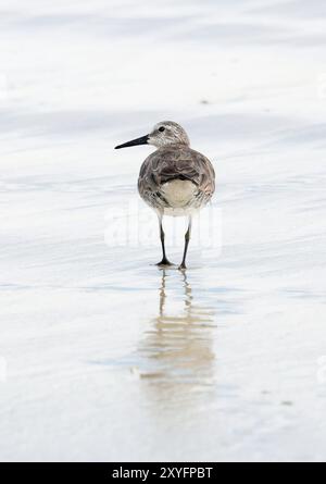 Red Knot, Knutt, Bécasseau maubèche, Calidris canutus, sarki partfutó, Isabela Island, Galápagos, Équateur, Amérique du Sud Banque D'Images