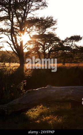 Rayons de soleil chauds derrière l'arbre au coucher du soleil, Roden, Drenthe Banque D'Images