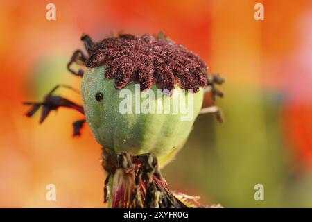 Détail de l'intérieur d'une fleur de coquelicot Banque D'Images