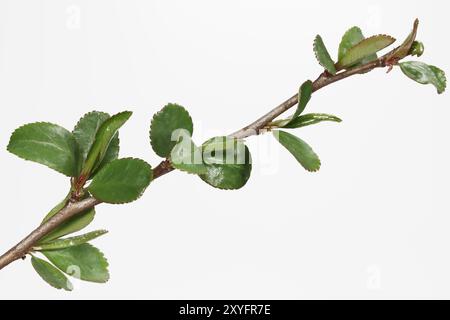 Coing ornemental, bourgeons et jeunes feuilles, isolé Banque D'Images