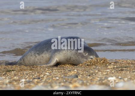 Phoque commun (Phoca vitulina) animal adulte enfouissant sa tête dans le bardeau sur une plage, Norfolk, Angleterre, Royaume-Uni, Europe Banque D'Images