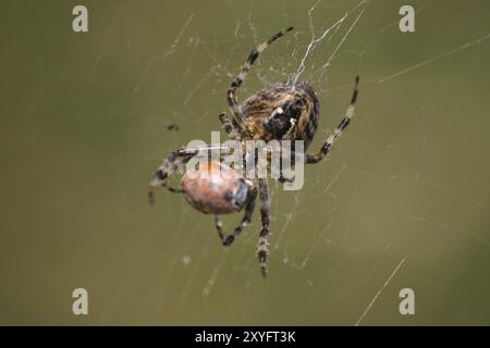 Croisez l'araignée avec la coccinelle capturée Banque D'Images