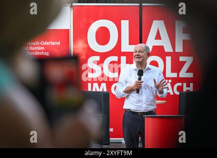 Seelow, Allemagne. 29 août 2024. Le Chancelier fédéral Olaf Scholz, qui voyage en tant que membre du SPD au Bundestag dans la circonscription de Potsdam, participera à une discussion publique dans la soirée dans le cadre de sa tournée estivale. Crédit : Patrick Pleul/dpa/Alamy Live News Banque D'Images