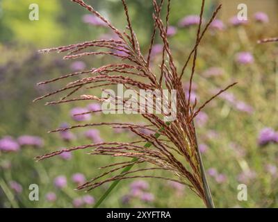 Gros plan d'herbes détaillées au premier plan, fleurs violettes et arrière-plan flou, château de Neuhaus, Allemagne, Europe Banque D'Images