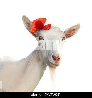 Chèvre mignonne avec fleur de coquelicot rouge sur fond blanc Banque D'Images