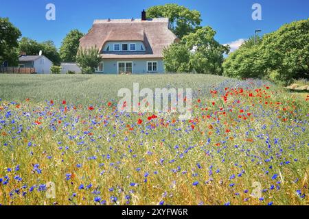 Champ de céréales avec des bleuets (Centaurea cyanus) et des fleurs de pavot (Papaver rhoeas) au bord d'un champ, derrière lui une maison de chaume, fraîchement couverte Banque D'Images