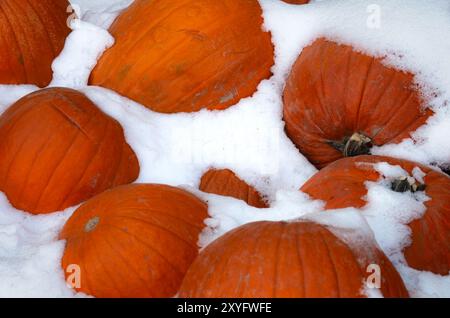 Citrouilles dans Snow Frisco Colorado Banque D'Images