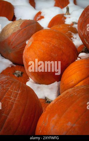 Citrouilles dans Snow Frisco Colorado Banque D'Images