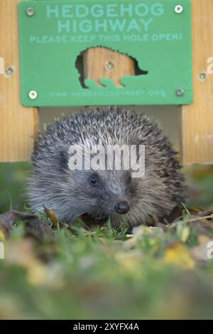 Hérisson européen (Erinaceus europaeus) animal adulte marchant à travers un panneau routier hérisson dans un jardin, Suffolk, Angleterre, Royaume-Uni, Europe Banque D'Images