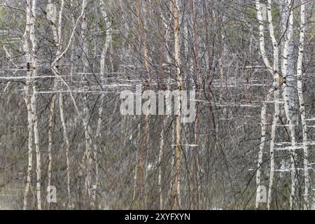 Bouleaux reflétés dans l'eau, Norrbotten, Laponie, Suède, mai 2015, Europe Banque D'Images