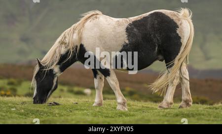 Un cheval sauvage près de Hay Bluff et Twmpa dans la Montagne Noire, Pays de Galles, Royaume-Uni Banque D'Images