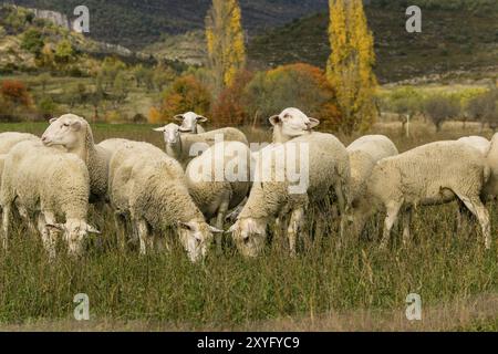 Rebano de ovejas, Santa Maria de la Nuez, Municipio de Barcabo, Sobrarbe, Provincia de Huesca, Comunidad Autonoma de Aragon, cordillera de los Pirineo Banque D'Images