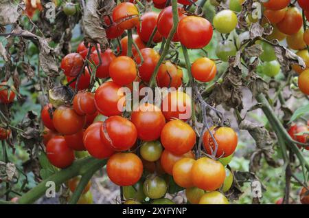 Mildiou de la tomate, mildiou de la tomate 01 Banque D'Images