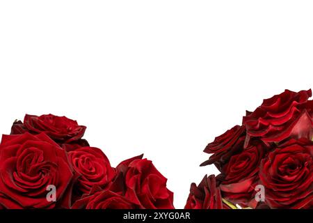 Un bouquet de belles roses rouges isolées sur un fond blanc. Vue de dessus. Banque D'Images