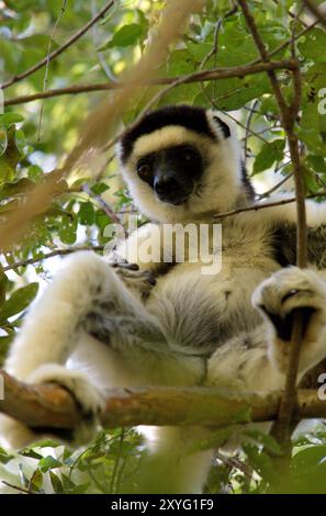 Sifaka de Verreaux (Propithecus verreauxi) au Parc National d'Isalo, Madagascar Banque D'Images