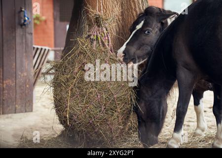 Gros plan des têtes de deux chevaux nains américains mangeant du foin dans un espace clos derrière une clôture. Chevaux qui ont un endroit pour copier. Photo de haute qualité Banque D'Images