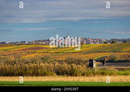 Vignoble d'automne près de Velke Bilovice, Moravie du Sud, République tchèque Banque D'Images