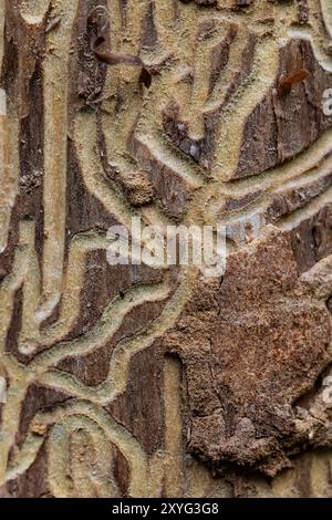 Galeries de coléoptères des bois dans un arbre mort à Staircase, Olympic National Park, État de Washington, États-Unis Banque D'Images