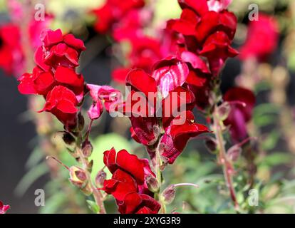 Un gros plan des fleurs rouges profondes du Snapdragon, Antirrhinum nanum 'Black Prince'. Banque D'Images