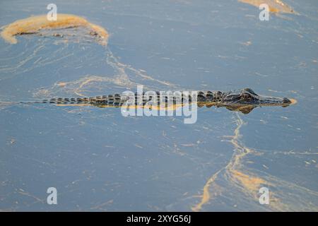 Jeune alligator nageant dans les eaux enduites de pollen dans le Ernest F. Hollings ACE Basin National Wildlife refuge en Caroline du Sud Banque D'Images