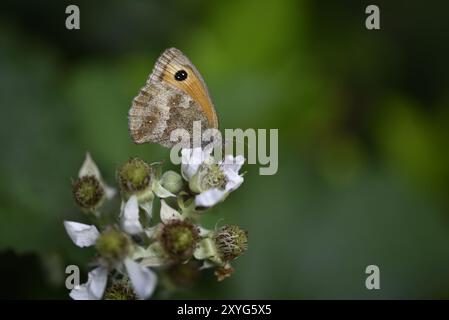 Image de profil droit de premier plan d'un papillon de gardien (Pyronia tithonus) Wings Up avec Proboscis dans BlackBerry Flower, sur un fond vert Banque D'Images