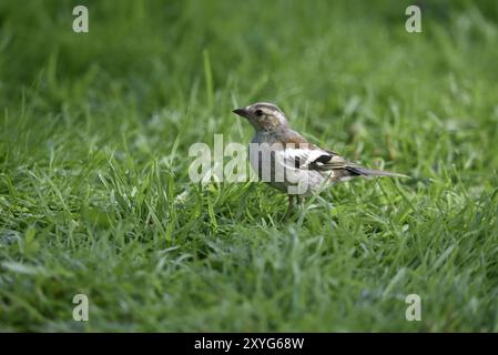 Image de premier plan à droite d'un Chaffinch commun juvénile (Fringilla coelebs) en profil de gauche, un jour ensoleillé dans un jardin au pays de Galles, Royaume-Uni en juillet Banque D'Images