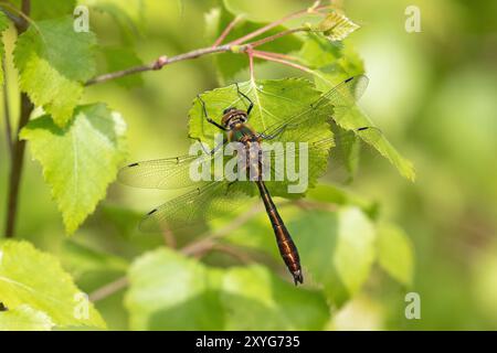 Downy Emerald Dragonfly mâle - Cordulia aenea, Wiltshire, Royaume-Uni Banque D'Images