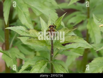 Downy Emerald Dragonfly femelle - Cordulia aenea, Wiltshire, Royaume-Uni Banque D'Images