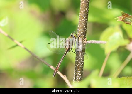 Downy Emerald Dragonfly mâle - Cordulia aenea, Wiltshire, Royaume-Uni Banque D'Images