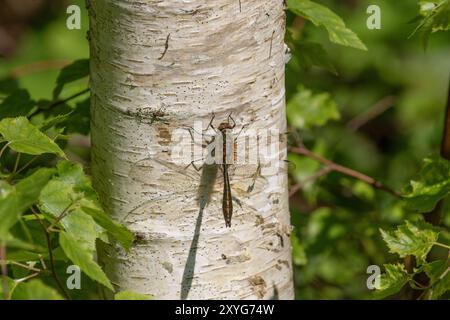 Downy Emerald Dragonfly mâle immature - Cordulia aenea, avec ombre sur l'arbre de bouleau Banque D'Images