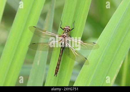 Downy Emerald Dragonfly femelle immature - Cordulia aenea, Wiltshire, Royaume-Uni Banque D'Images