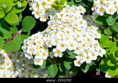 Spiraea nipponica 'Snowmound', gros plan sur les fleurs blanches ou la fleur de l'arbuste généralement planté dans les parcs publics dans le soleil de printemps. Banque D'Images