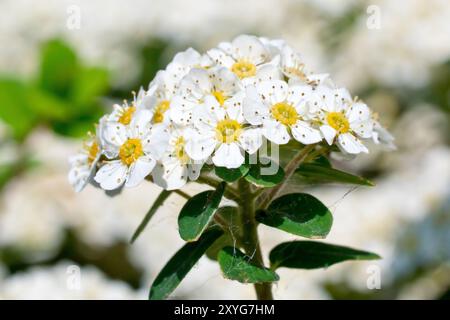 Spiraea nipponica 'Snowmound', gros plan sur les fleurs blanches ou la fleur de l'arbuste généralement planté dans les parcs publics dans le soleil de printemps. Banque D'Images