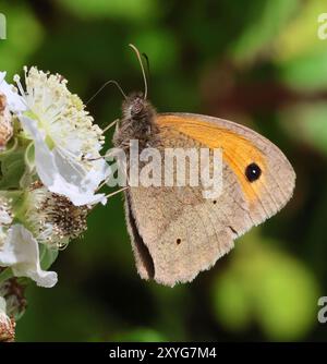 Un papillon Meadow Brown (Maniola jurtina) dans le Gloucestershire Royaume-Uni en été Banque D'Images