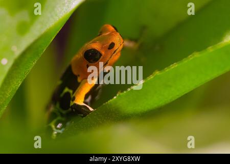 Grenouille fantastique, Ranitomeya fantastica, une espèce de la famille des Dendrobatidae. Banque D'Images