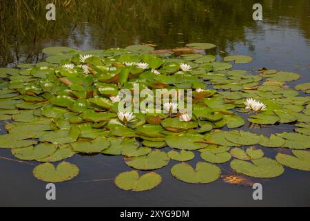 Nymphaea alba également connu sous le nom de rose d'eau blanche européenne de nénuphar blanc ou nenuphar blanc. Banque D'Images