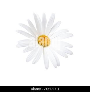 Gros plan camomille. Camomille, fleurs de Marguerite isolées sur un fond blanc. Banque D'Images