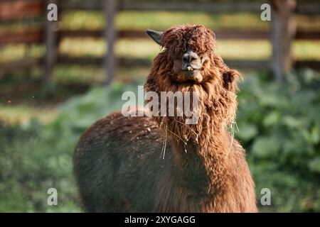 Portrait d'alpaga marron clair drôle avec de la fourrure bouclée couvrant les yeux à la ferme au zoo, espace de copie Banque D'Images