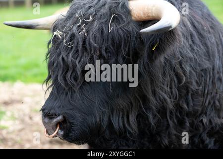 Portrait d'un taureau noir des Highlands Banque D'Images