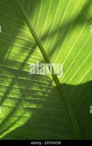 Photo macro d'une feuille de palmier avec jeu d'ombres Banque D'Images